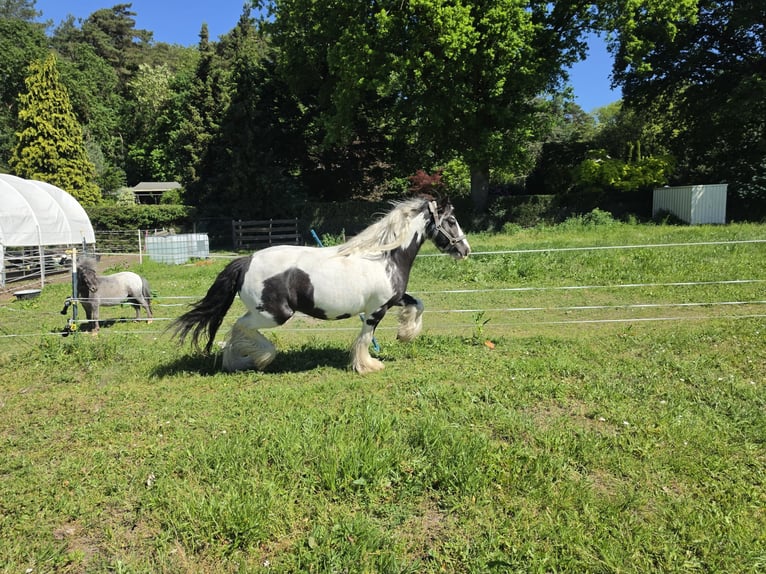 Tinker Hongre 4 Ans 136 cm Pinto in Coswig