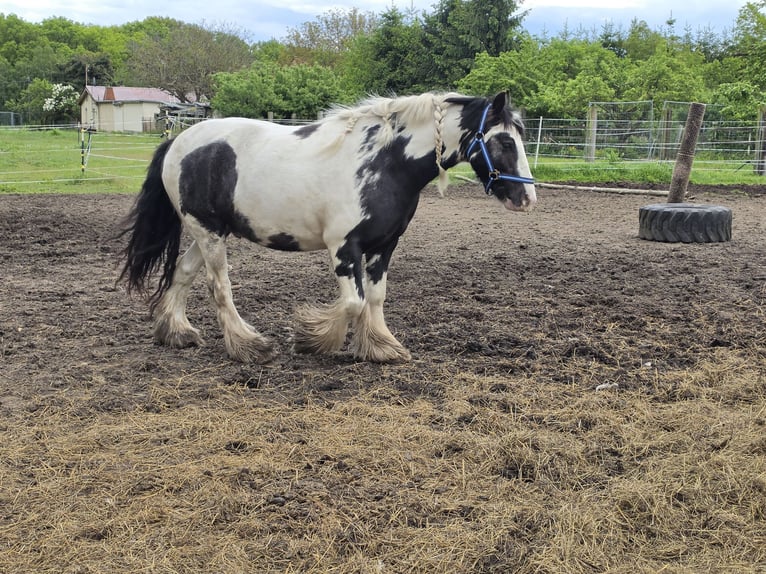 Tinker Hongre 4 Ans 136 cm Pinto in Coswig