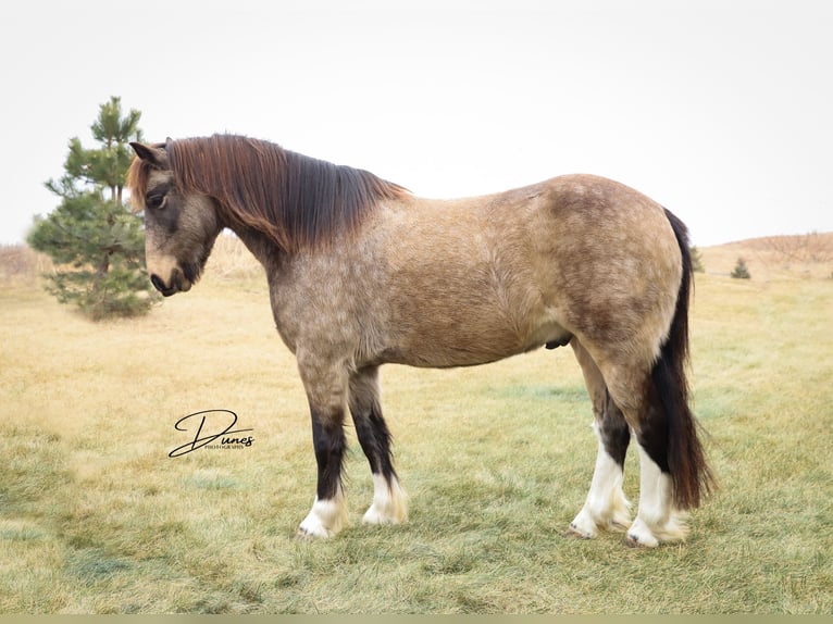 Tinker Croisé Hongre 4 Ans 137 cm Buckskin in Thedford