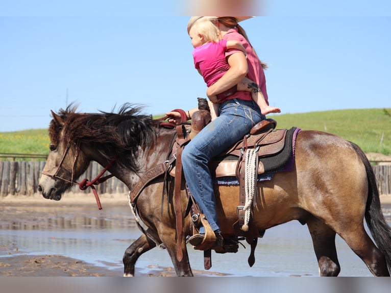 Tinker Croisé Hongre 4 Ans 137 cm Buckskin in Thedford
