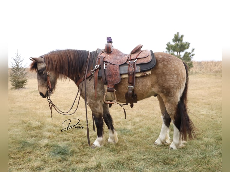 Tinker Croisé Hongre 4 Ans 137 cm Buckskin in Thedford