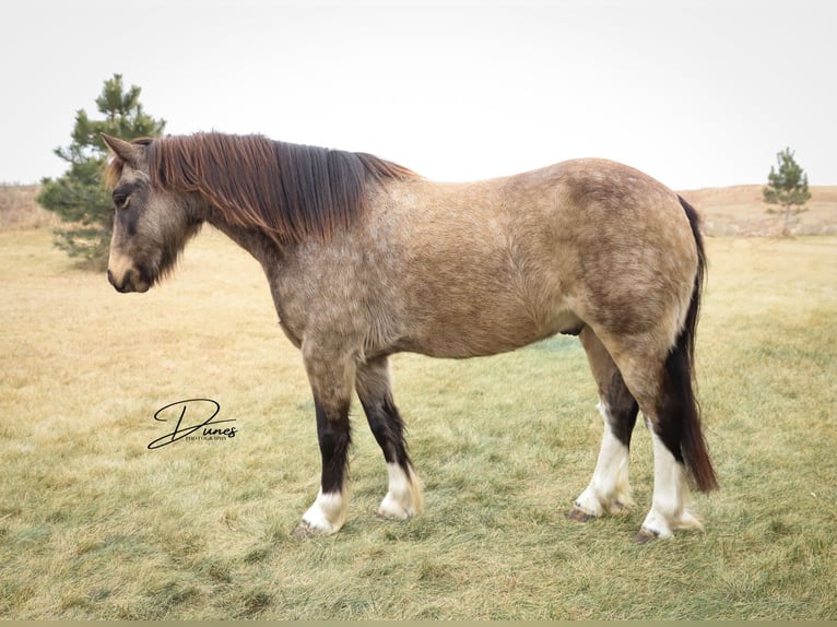 Tinker Croisé Hongre 4 Ans 137 cm Buckskin in Thedford