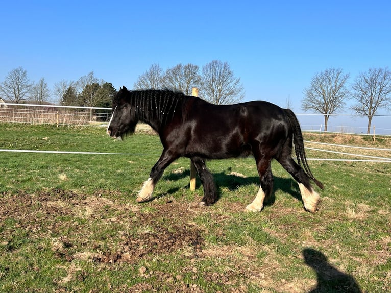 Tinker Hongre 4 Ans 137 cm Noir in Lippstadt Tinker Hongre 4 Ans 137 cm Noir in Lippstadt