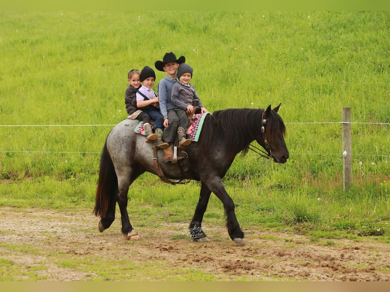 Tinker Croisé Hongre 4 Ans 137 cm Rouan Bleu in Millersburg