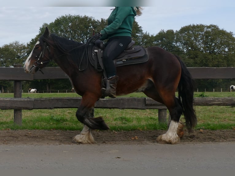 Tinker Hongre 4 Ans 139 cm Bai in Lathen