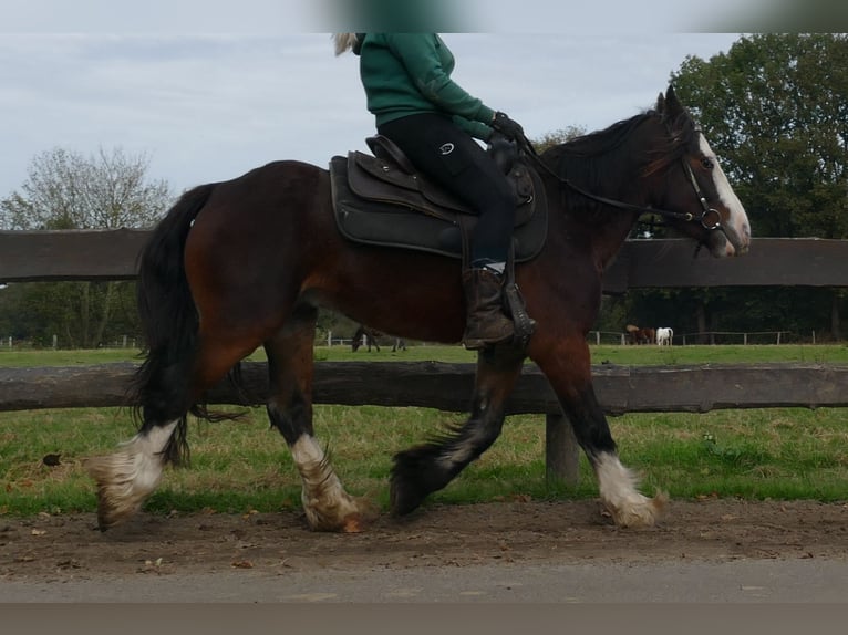 Tinker Hongre 4 Ans 139 cm in Lathen