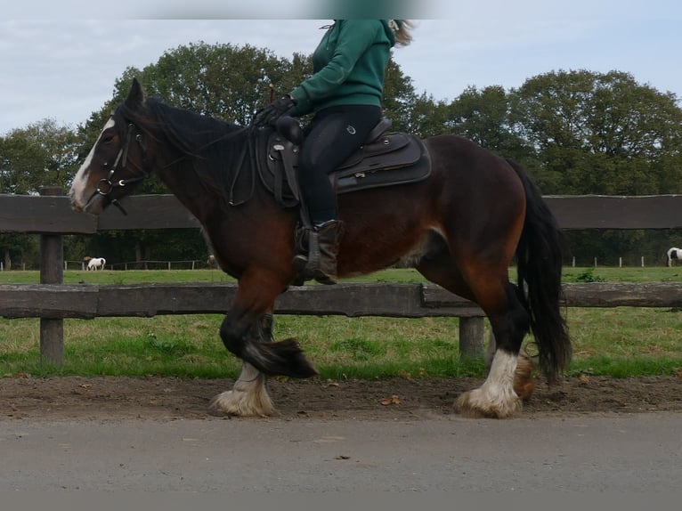 Tinker Hongre 4 Ans 139 cm in Lathen