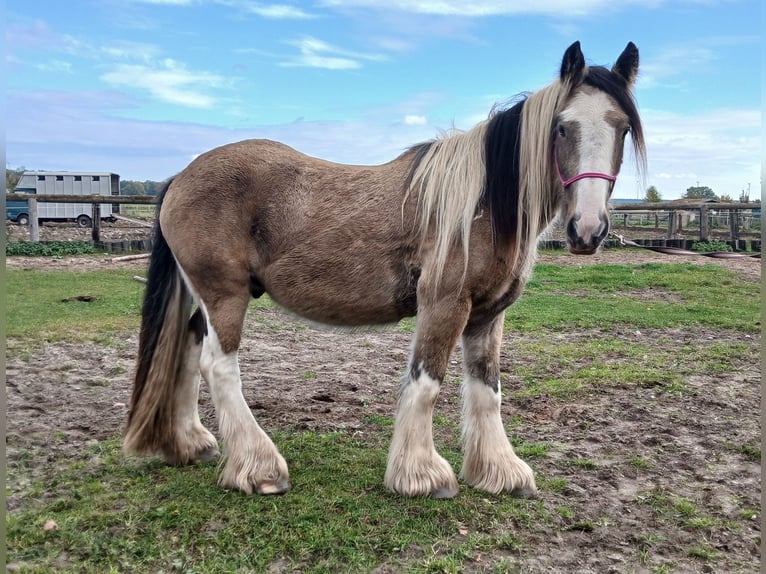 Tinker Hongre 4 Ans 142 cm Buckskin in Wittstock