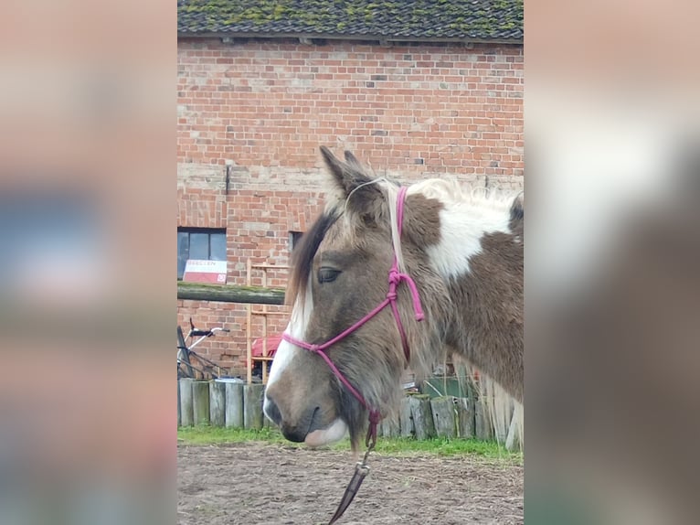 Tinker Hongre 4 Ans 142 cm Buckskin in Wittstock