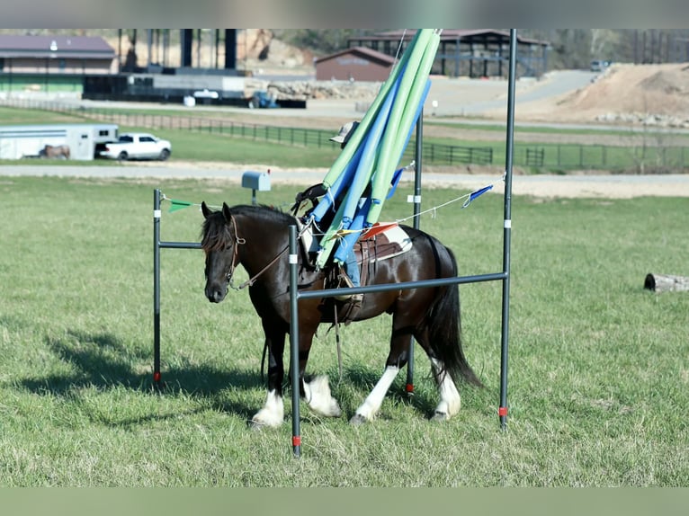 Tinker Croisé Hongre 4 Ans 142 cm Noir in Mount Vernon