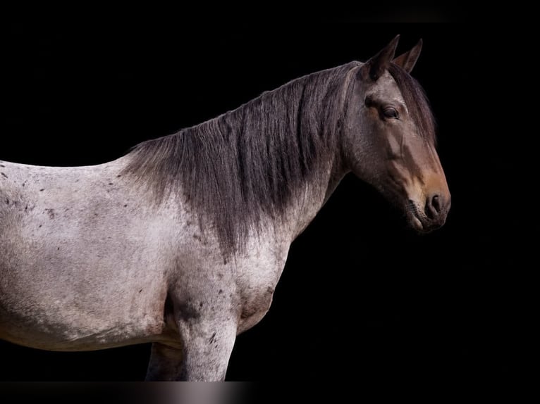 Tinker Croisé Hongre 4 Ans 142 cm Roan-Bay in Clearville