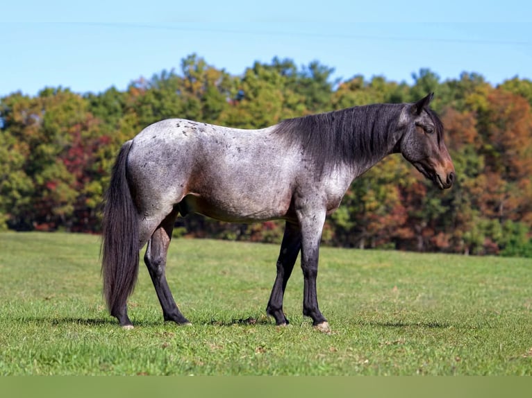 Tinker Croisé Hongre 4 Ans 142 cm Roan-Bay in Clearville