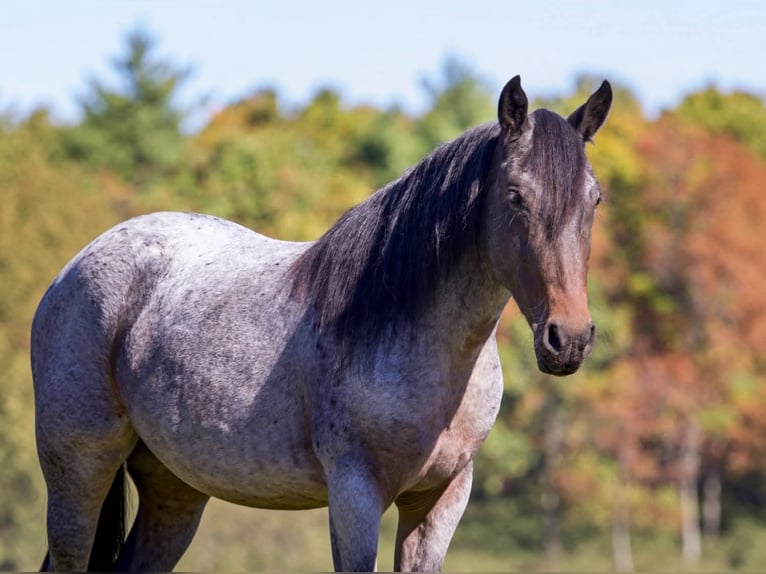 Tinker Croisé Hongre 4 Ans 142 cm Roan-Bay in Clearville