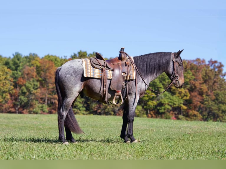 Tinker Croisé Hongre 4 Ans 142 cm Roan-Bay in Clearville