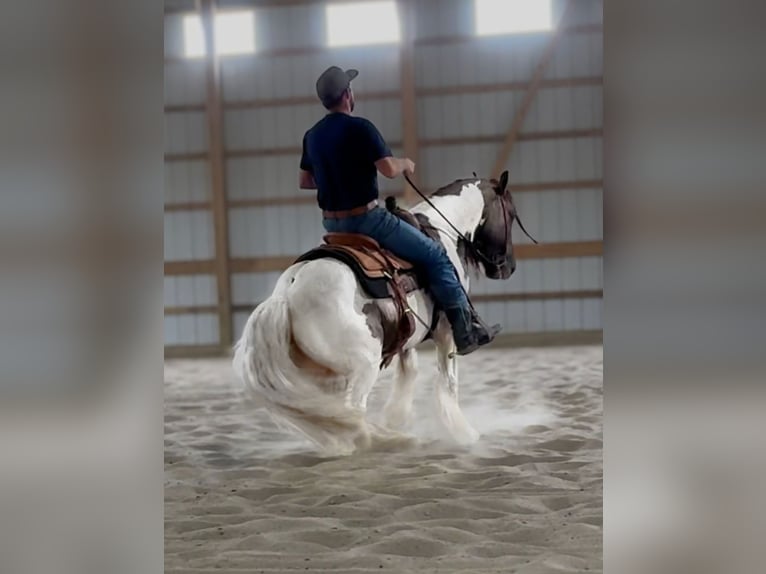 Tinker Hongre 4 Ans 142 cm Tobiano-toutes couleurs in Leslie