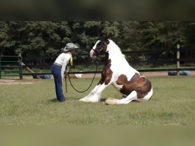 Tinker Hongre 4 Ans 142 cm  in Richland