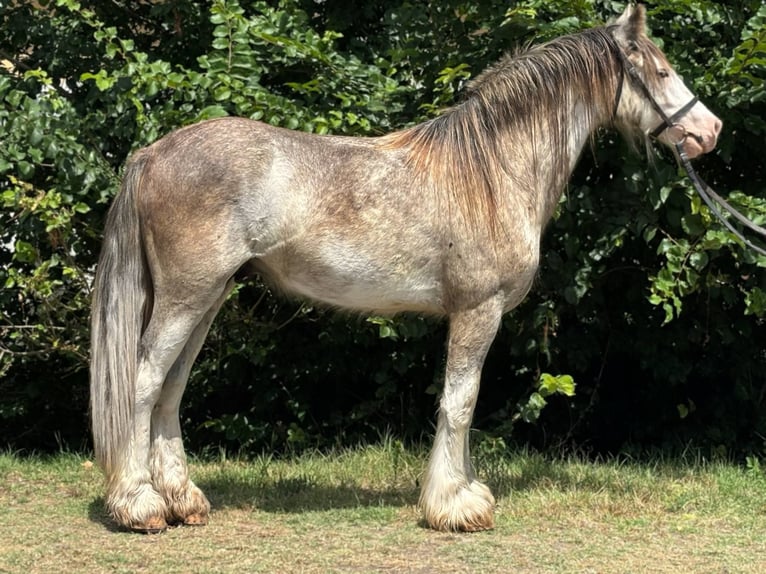 Tinker Hongre 4 Ans 144 cm in Csabacs&#x171;d