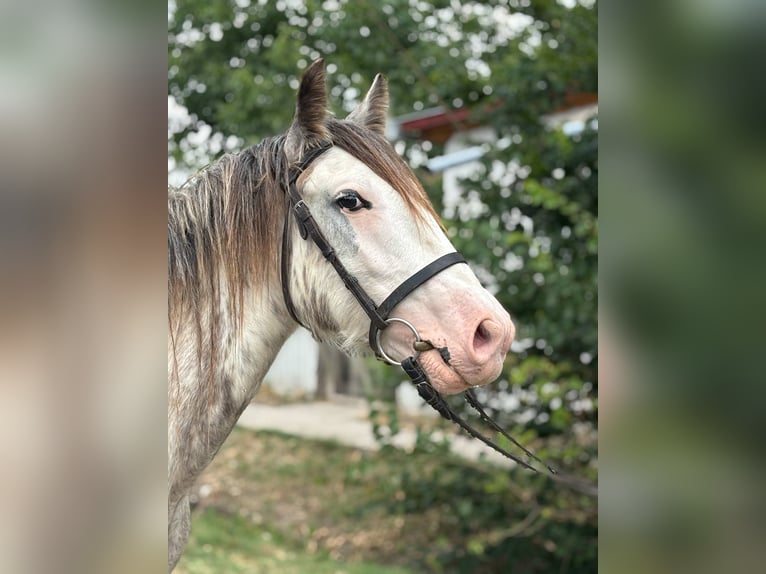 Tinker Hongre 4 Ans 144 cm in Csabacs&#x171;d