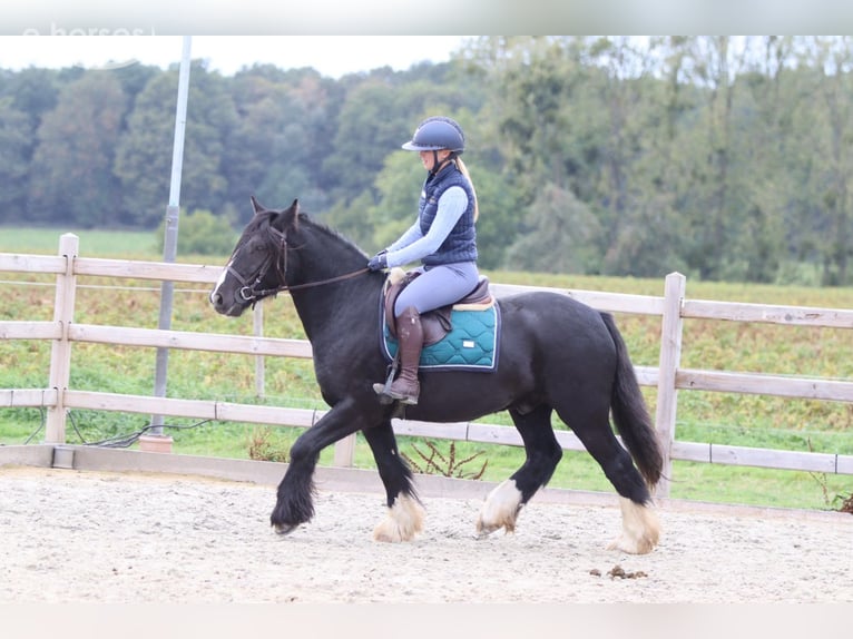Tinker Hongre 4 Ans 144 cm Noir in Pepingen