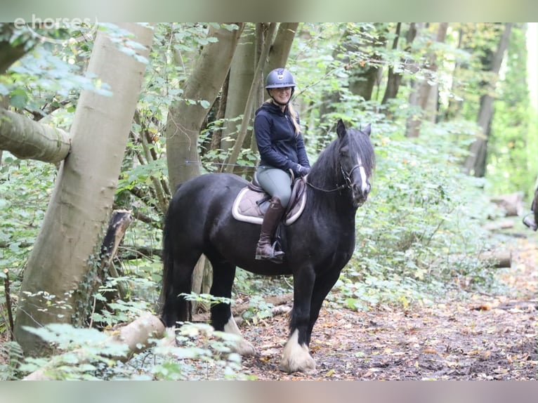 Tinker Hongre 4 Ans 144 cm Noir in Pepingen