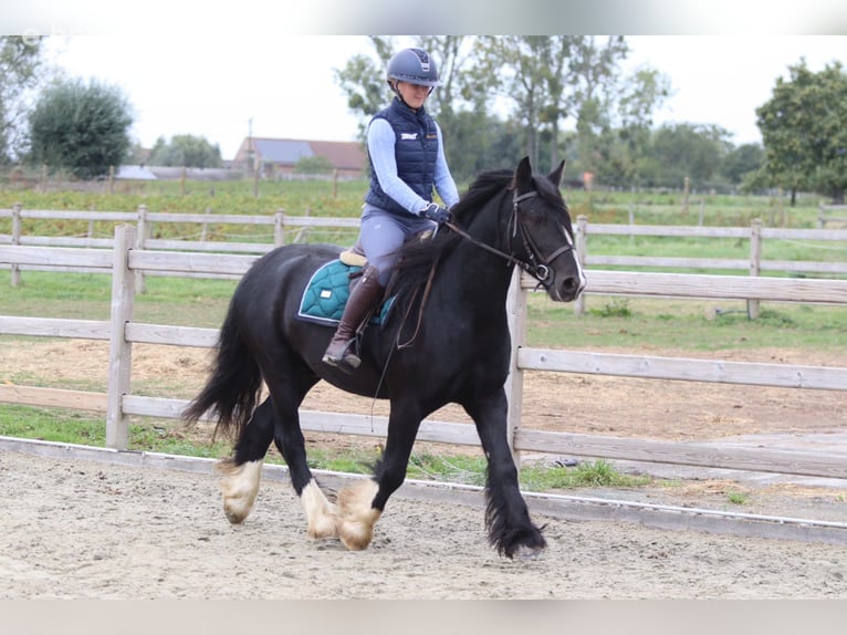 Tinker Hongre 4 Ans 144 cm Noir in Pepingen