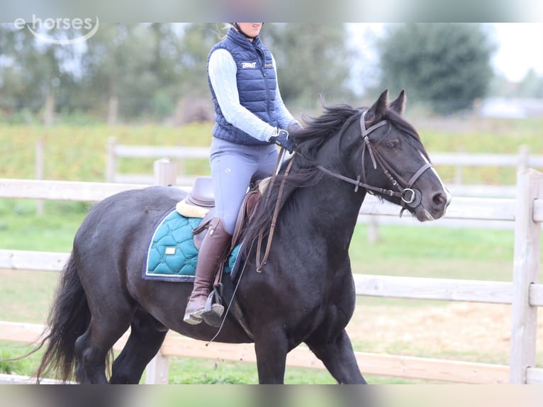 Tinker Hongre 4 Ans 144 cm Noir in Pepingen