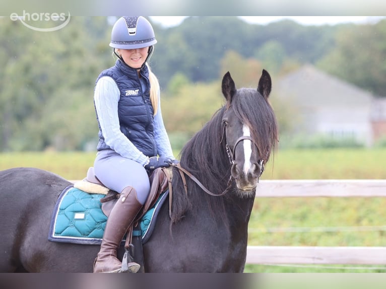 Tinker Hongre 4 Ans 144 cm Noir in Pepingen