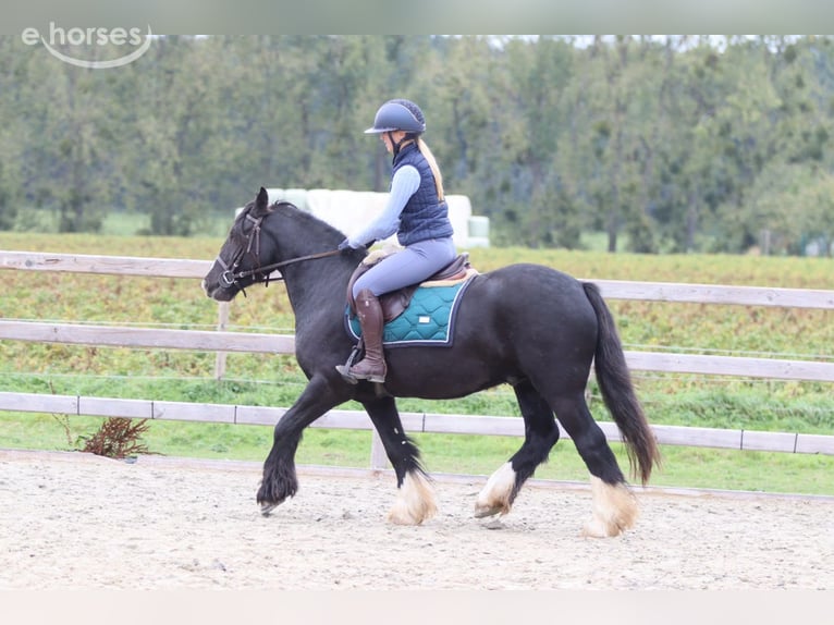 Tinker Hongre 4 Ans 144 cm Noir in Pepingen