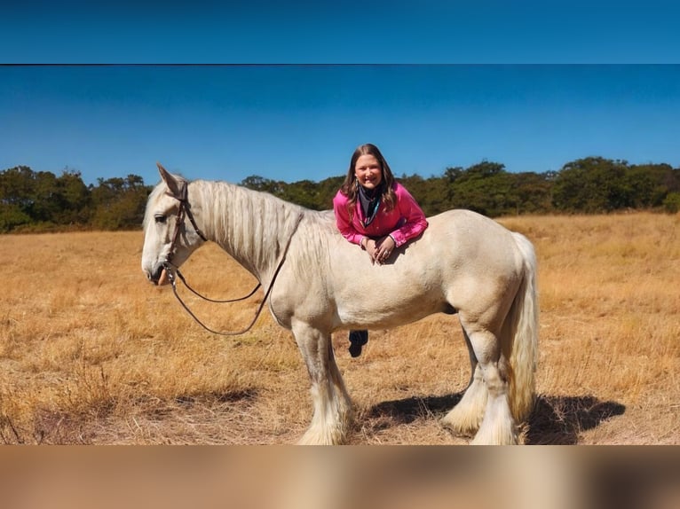 Tinker Hongre 4 Ans 145 cm Palomino in Mount Vernon