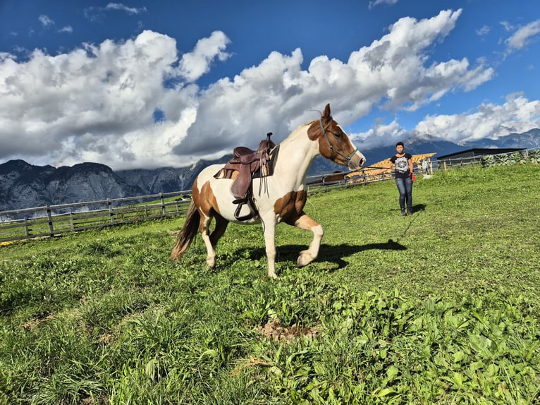 Tinker Croisé Hongre 4 Ans 145 cm Pinto in Dalaas