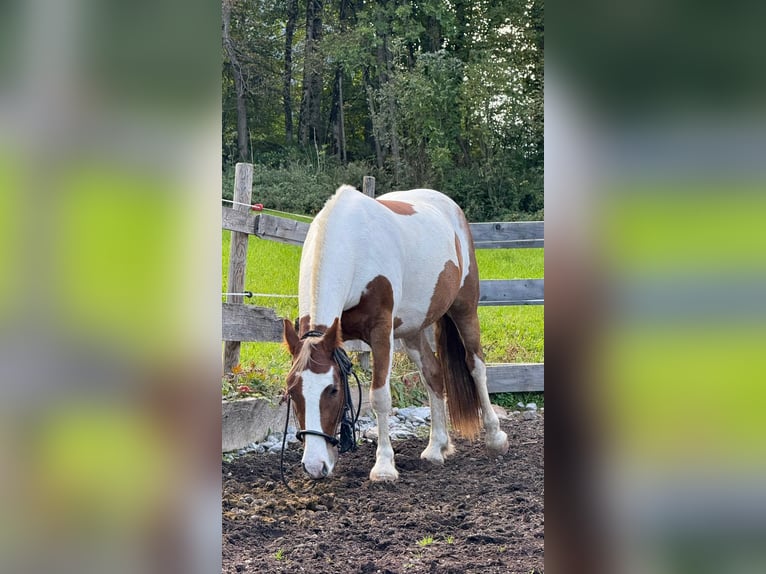 Tinker Croisé Hongre 4 Ans 145 cm Pinto in Dalaas