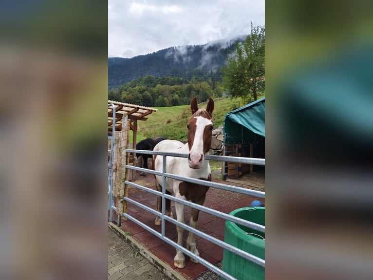 Tinker Croisé Hongre 4 Ans 145 cm Pinto in Dalaas