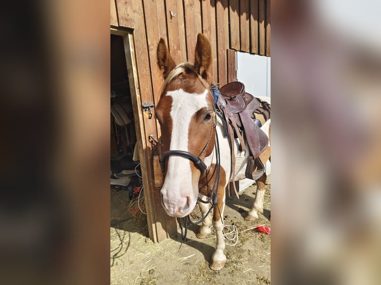 Tinker Croisé Hongre 4 Ans 145 cm Pinto in Dalaas