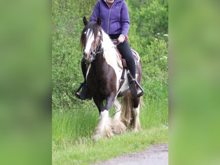 Tinker Hongre 4 Ans 146 cm Pinto in Lathen