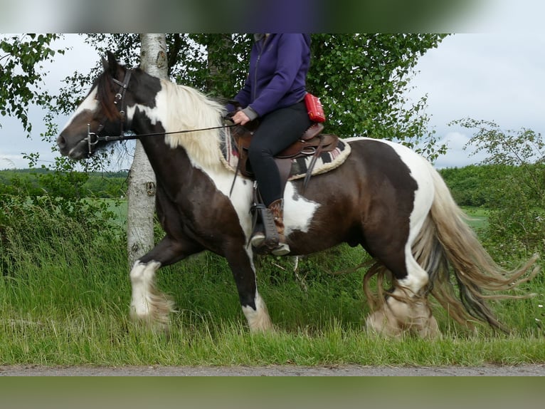 Tinker Hongre 4 Ans 146 cm Pinto in Lathen