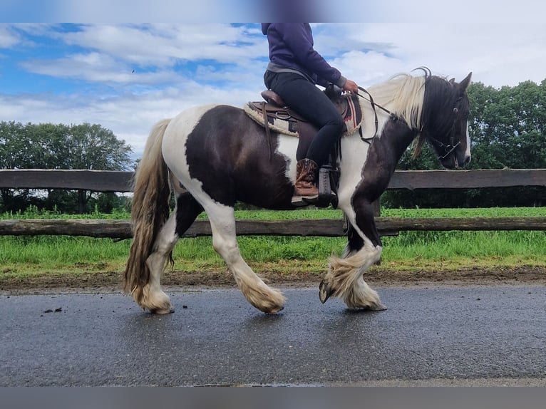 Tinker Hongre 4 Ans 146 cm Pinto in Lathen