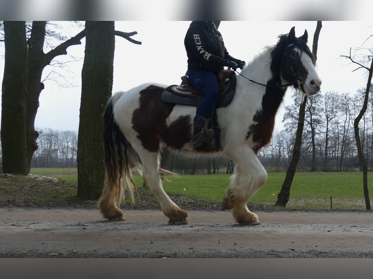 Tinker Hongre 4 Ans 148 cm Pinto in Lathen