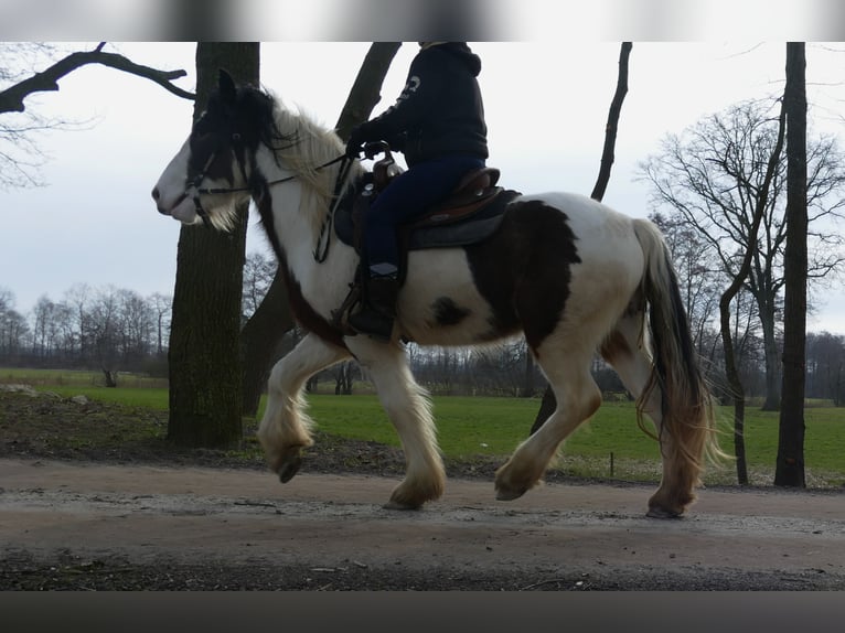 Tinker Hongre 4 Ans 148 cm Pinto in Lathen