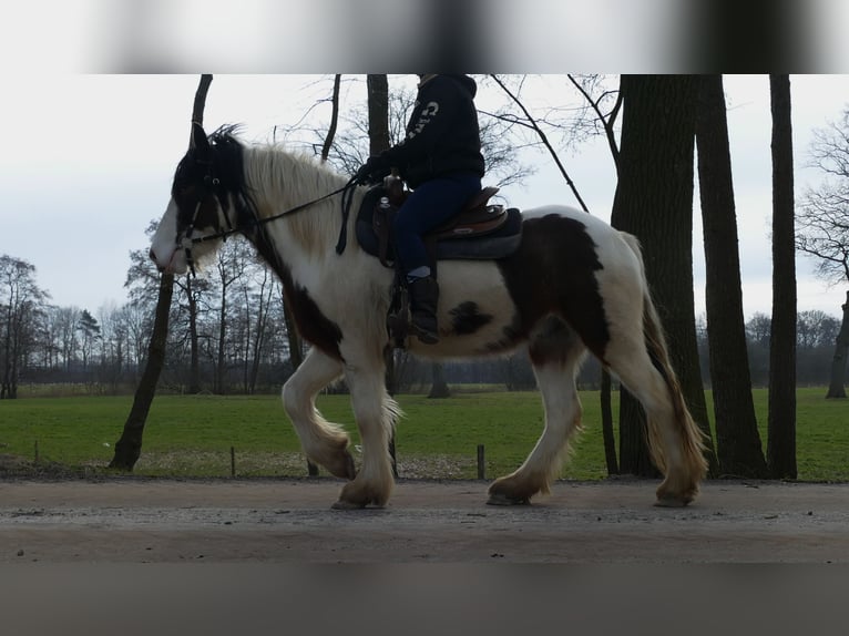 Tinker Hongre 4 Ans 148 cm Pinto in Lathen