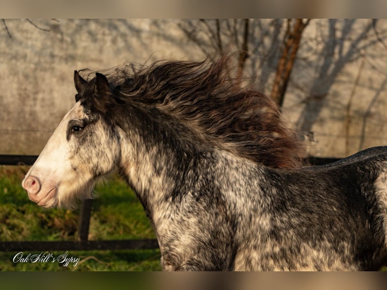 Tinker Hongre 4 Ans 148 cm Sabino in Møldrup