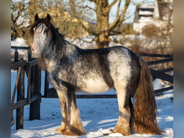 Tinker Hongre 4 Ans 148 cm Sabino in Møldrup