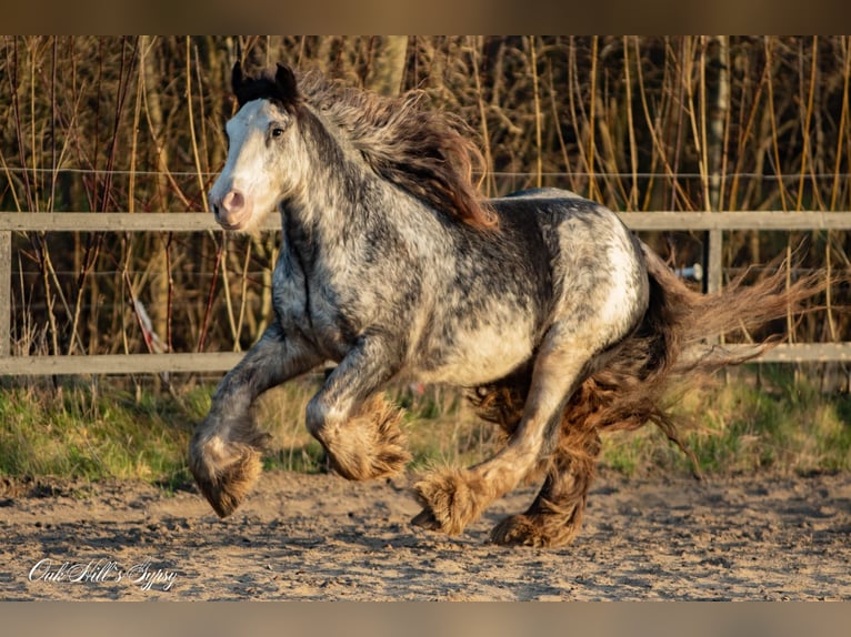 Tinker Hongre 4 Ans 148 cm Sabino in Møldrup