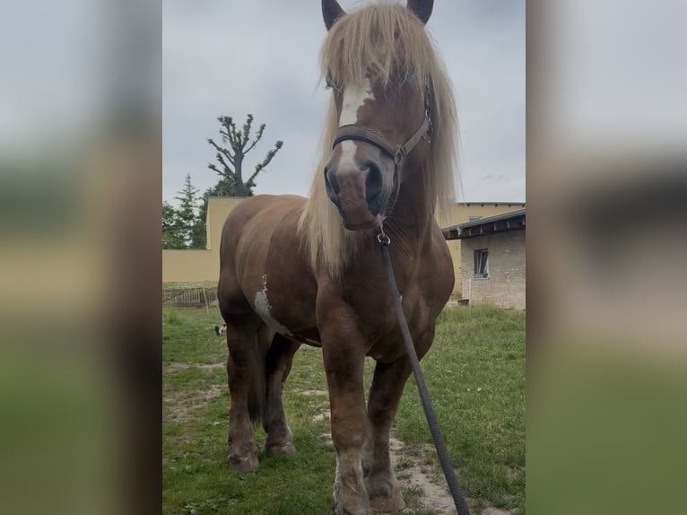 Tinker Croisé Hongre 4 Ans 149 cm Léopard in Teltow