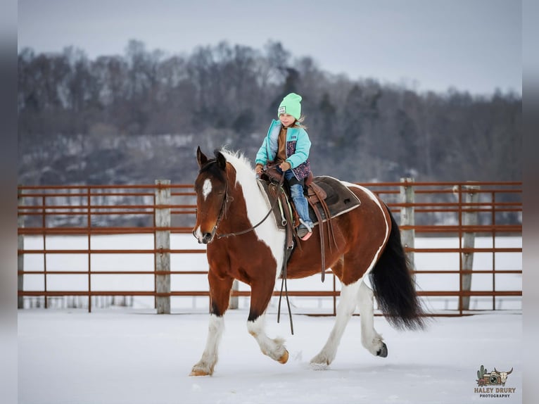 Tinker Croisé Hongre 4 Ans 150 cm Bai cerise in Auburn