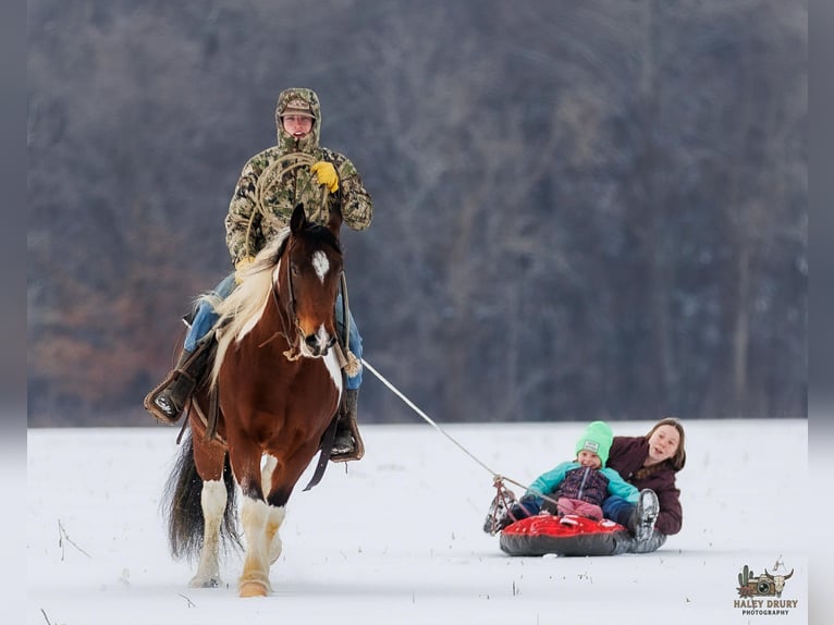 Tinker Croisé Hongre 4 Ans 150 cm Bai cerise in Auburn