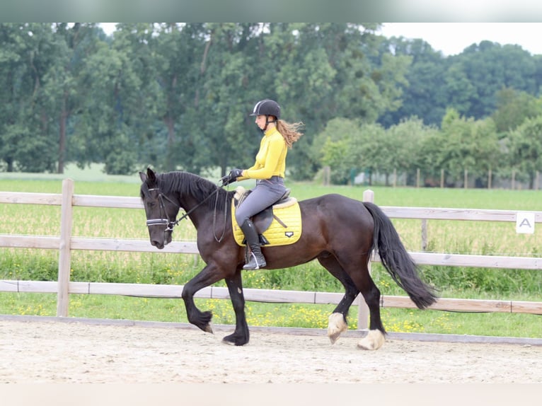 Tinker Hongre 4 Ans 150 cm Noir in Bogaarden