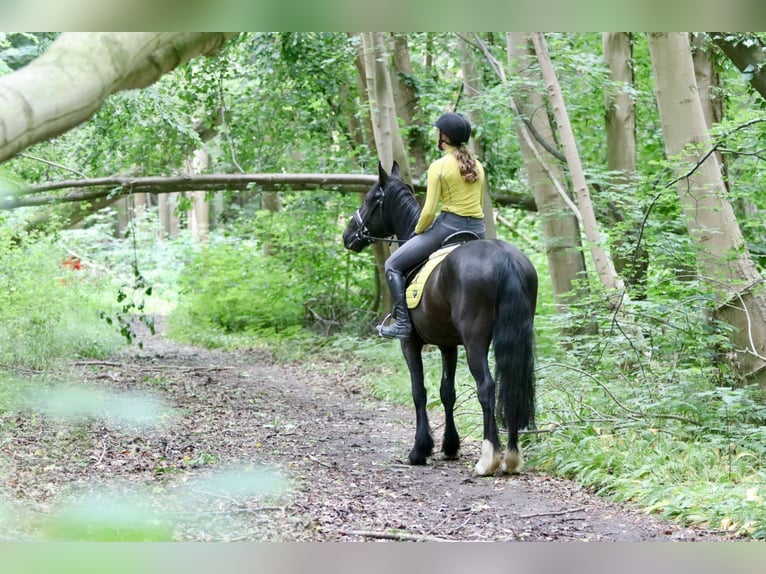 Tinker Hongre 4 Ans 150 cm Noir in Bogaarden