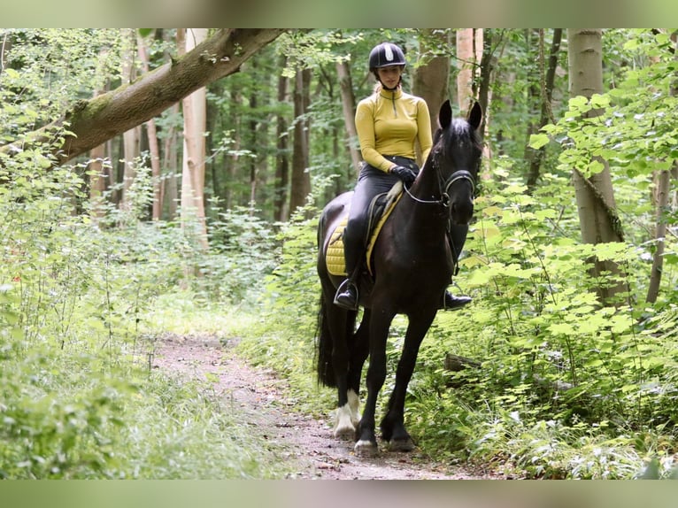 Tinker Hongre 4 Ans 150 cm Noir in Bogaarden