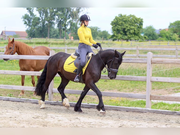 Tinker Hongre 4 Ans 150 cm Noir in Bogaarden