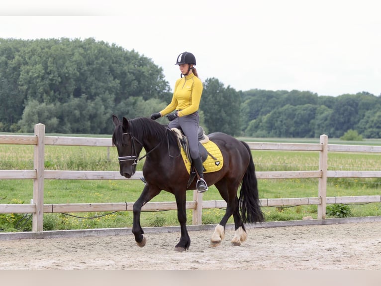 Tinker Hongre 4 Ans 150 cm Noir in Bogaarden